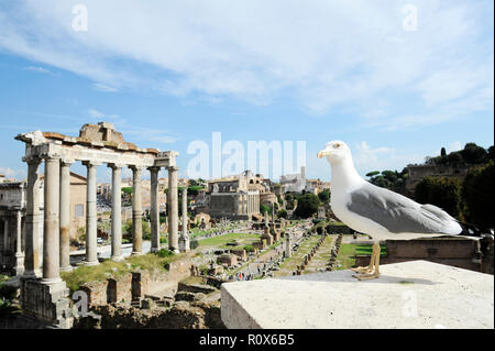 Gentile seagull contro lo sfondo del Foro Romano a Roma, Italia. Foro Romano è una delle principali attrazioni di Roma. Archita storico Foto Stock