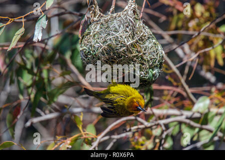 Cape Weaver Ploceus capensis Geelbek, West Coast National Park, Sud Africa 8 settembre 2018 maschio adulto visualizzazione a nido. Ploceidae Foto Stock