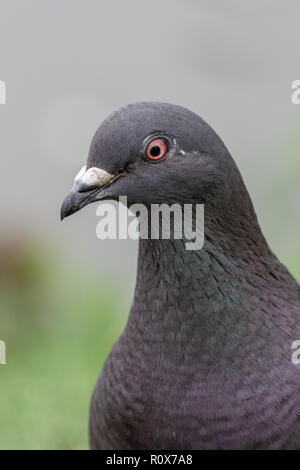 Colpo alla testa di un grigio scuro piccione (Columba livia) che mostra il rosso/arancione occhio e pinky irisdescence viola sul collo di piume. Chippenham WILTSHIRE REGNO UNITO Foto Stock