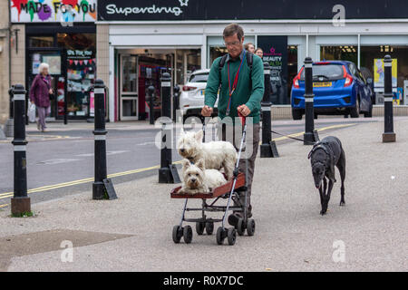 Un uomo con gli occhiali che portano un levriero e spingendo un atto passeggino con 2 West Highland White Terrier su di esso in Chippenham WILTSHIRE REGNO UNITO Foto Stock