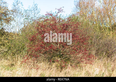 Un biancospino (Crataegus monogyna) arbusto su una soleggiata giornata autunnale con la maggior parte delle sue foglie caduti e rami carichi con bacche rosse o haws. Chippenham Regno Unito Foto Stock