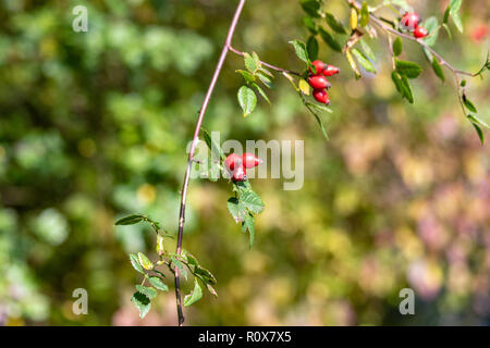 Rosso brillante rosa canina da una rosa canina Columba livia domestica su un ramo di uscita in autunno sun Foto Stock