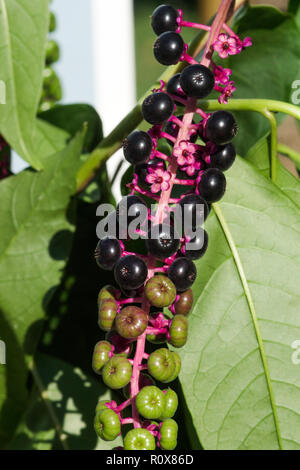 Il Pokeweed americano (Phytolacca acinos) è comune nel sud-ovest France.ITS bacche sono molto attraenti ma sono velenosi. Foto Stock