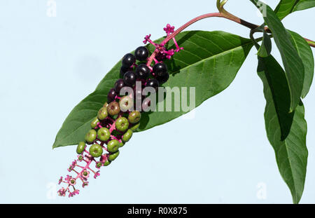 American pokeweed (Phytolacca acinos) è comune nel sud-ovest della Francia.Le sue bacche sono molto attraenti ma sono velenosi. Foto Stock