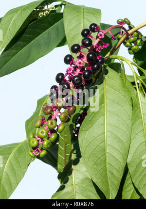 American pokeweed (Phytolacca acinos) è comune nel sud-ovest della Francia.Le sue bacche sono molto attraenti ma sono velenosi. Foto Stock