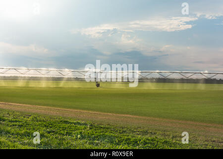 Agricoltura automatizzata di irrigazione sistema di sprinkler su coltivato il paesaggio agricolo campo. Estate tramonto Foto Stock