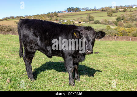 Dexter Bull - animale, bovini, agricoltura, animale, il comportamento di animali, carni bovine, marrone, mucca, prodotto caseario, Inghilterra, Europa, Azienda agricola, campo orizzontale, cornuto, Foto Stock