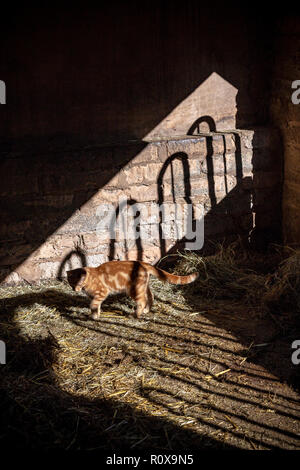 Gatto Agricolo, Fattoria, Agricoltura, Attenzione, Animale, Temi Animali, Balla, Colore Nero, Animali Domestici, Vista Frontale, Fieno, Orizzontale, Felis Catus, Foto Stock