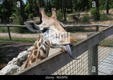 Giraffa con linguetta lunga guarda oltre il recinto. Testa di close-up Foto Stock