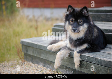 Ritratto di un Lapphund finlandese Foto Stock