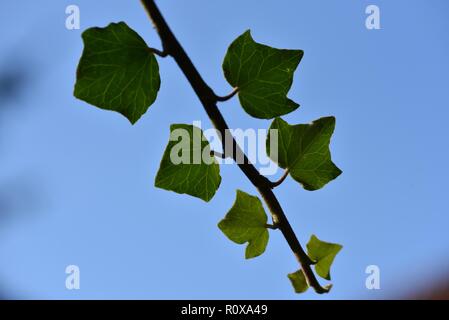 Edera (Hedera): Un frammento isolato di edera contro un cielo blu Foto Stock