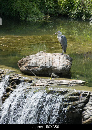 Airone cenerino Ardea cinerea, in piedi presso la laguna di acqua stagnante su una grande roccia vicino alla cascata. Giornata di sole Foto Stock