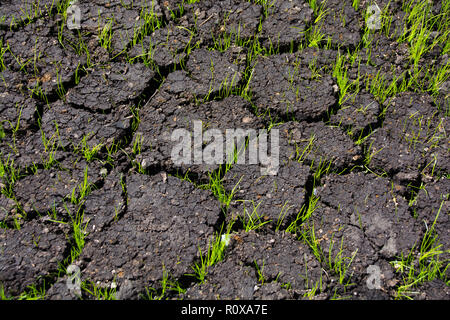 L'erba cresce attraverso le crepe nel terreno. molla Foto Stock