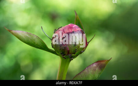 Le formiche movimentata su una peonia bud. Sfocato naturale sfondo verde. La Russia Foto Stock