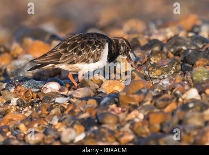 Turnstone bird (Arenaria interpres) su una spiaggia di ciottoli in inverno piumaggio, alimentazione dalla spiaggia, nel West Sussex, in Inghilterra, Regno Unito. Foto Stock