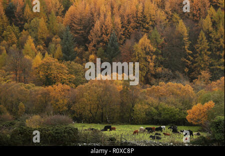Il bestiame pascola in un campo sul bordo di Tollymore Forest park in Bryansford, Co. Verso il basso. Foto Stock