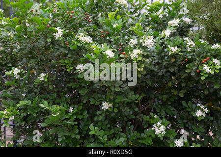 Gelsomino arancione (Murraya paniculata), bianchi e piccoli fiori profumati e frutti, hedge in giardino, Asunción, Paraguay Foto Stock
