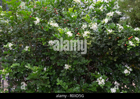 Gelsomino d'arancia (Murraya paniculata) fiori e frutti piccoli, bianchi e profumati, siepe, recinzione vivente in giardino, Asuncion, Paraguay Foto Stock