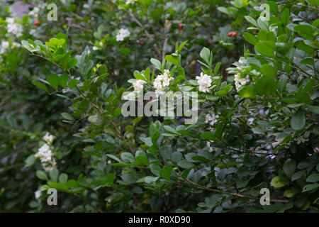 Gelsomino arancione (Murraya paniculata), bianchi e piccoli fiori profumati, hedge in giardino, Asunción, Paraguay Foto Stock
