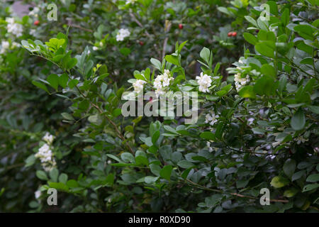 Gelsomino d'arancia (Murraya paniculata) piccoli fiori bianchi profumati, siepe, recinzione vivente in giardino, Asuncion, Paraguay Foto Stock