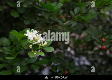 Gelsomino d'arancia (Murraya paniculata) piccoli fiori bianchi profumati, siepe, recinzione vivente in giardino, Asuncion, Paraguay Foto Stock