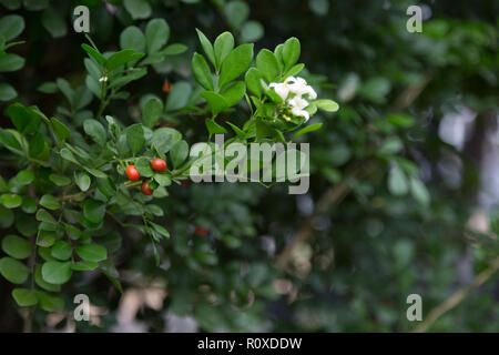 Gelsomino d'arancia (Murraya paniculata) fiori e frutti piccoli, bianchi e profumati, siepe, recinzione vivente in giardino, Asuncion, Paraguay Foto Stock