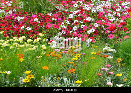 Fiori colorati in frontiera con un display di miscelati nelle petunie e fiori Gazania Foto Stock