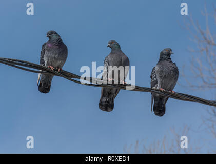 Tre piccioni sedersi su fili contro il cielo blu. Molla. Foto Stock