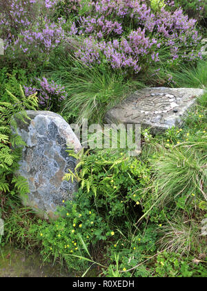 Formaggio ben ( primavera naturale ), Minch Moor, i confini della contea, Scozia, Regno Unito nel mese di agosto Foto Stock