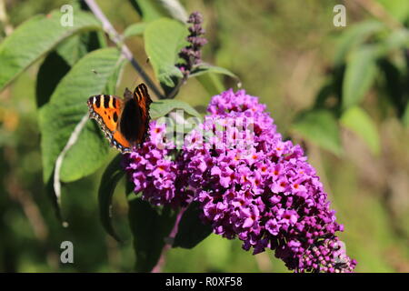 Una farfalla arancione su un viola lilla. Foto Stock