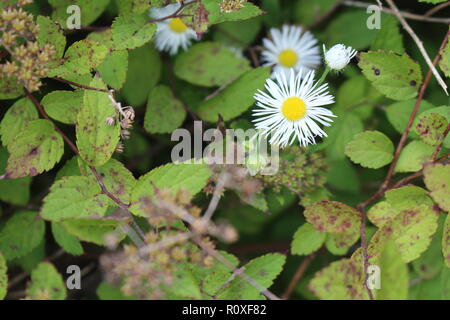 Un comune Daisy bianca crescente tra altre piante Foto Stock