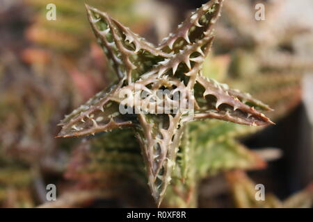 A forma di stella succulenta, chiamato dente tigre. Foto Stock