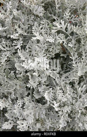 Close up Cineraria Senecio bicolor 'Silvito' o 'Silver polvere' Foto Stock