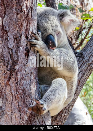 Un australiano wild Koala bear dormire in eucalipto o gomma albero. Magnetic Island, in Australia. Foto Stock