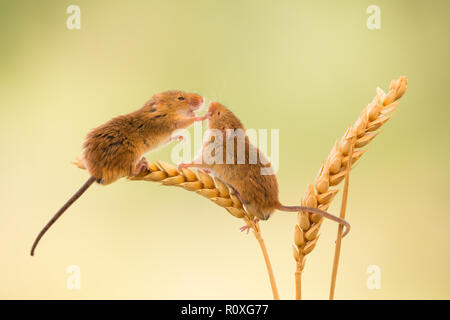 Topi raccolto saluto ogni altro su alcuni steli di grano Foto Stock