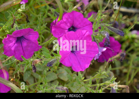 Fiori colorati in frontiera con una chiusura di Petunia viola "Wave" Foto Stock