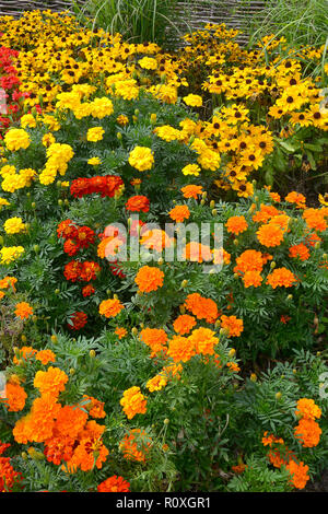 Fiori colorati in frontiera con un display di francese Le calendule, Calendula 'Durango migliorata' in colori assortiti e Rudbeckia giallo Foto Stock