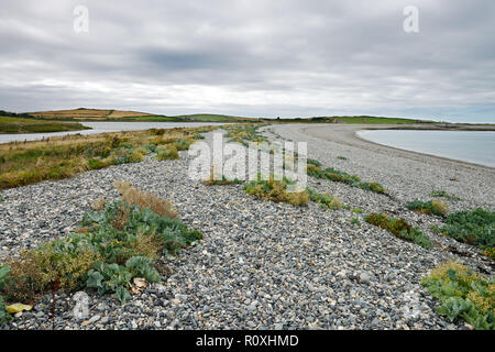 Cemlyn Bay si trova sulla costa nord occidentale di Anglesey. Ha una spiaggia di ciottoli con eccellenti strandline vegetazione. Foto Stock