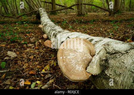 Staffa funghi che crescono su un caduto argento betulla Foto Stock