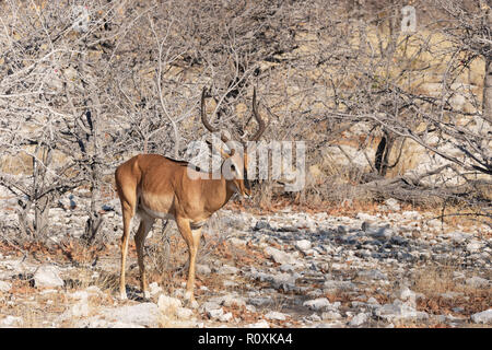 Di fronte nero Impala ( Aepyceros melampus petersi ), un adulto di sesso maschile, vista laterale, il Parco Nazionale di Etosha, Namibia Africa Foto Stock