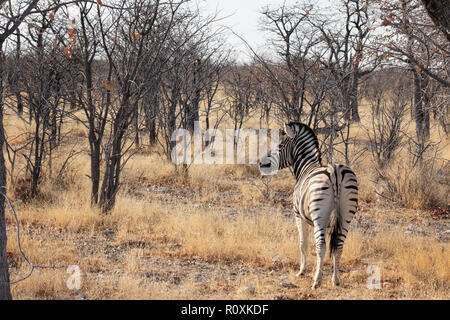 Zebra Etosha National Park - Un adulto pianure Zebra, ( Equus quagga ), Etosha, Namibia Africa Foto Stock