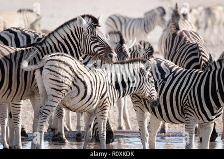Zebre Africa - una mandria di pianura Zebra ( Equus quagga ), il Parco Nazionale di Etosha, Namibia Africa Foto Stock