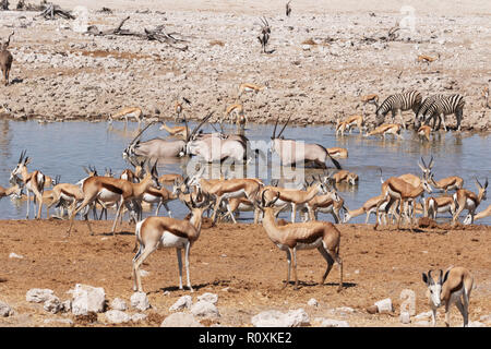 La Namibia animali selvatici - una varietà di fauna africana intorno a un waterhole, Okaukuejo camp, il Parco Nazionale di Etosha, Namibia Africa Foto Stock