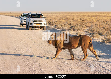 Lion attraversando la strada - un maschio adulto lion attraversando la strada davanti a vetture, il Parco Nazionale di Etosha, Namibia Africa Foto Stock