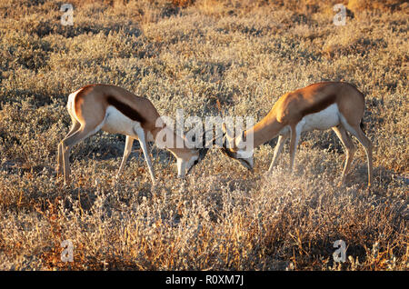 Springbok - due trampoli adulti maschi ( Antidorcas marsupialis ) che bloccano corna e scatenano combattimenti sul territorio, Namibia Africa. Animali africani Foto Stock