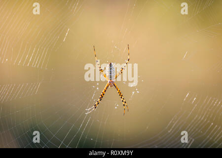 Close up spider su spider web Foto Stock