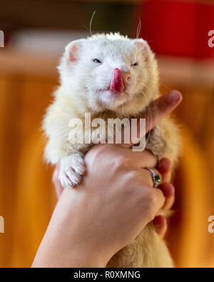 Ferret leccare le sue labbra Foto Stock