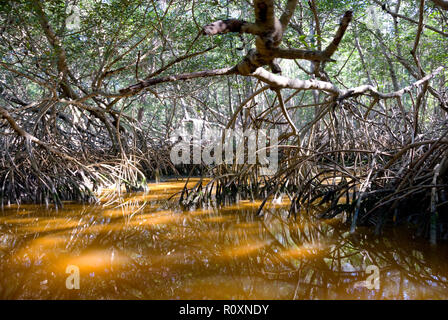 Danze di luce in mezzo aggrovigliato radici di albero e acqua marrone, la foresta di mangrovie, Celestun, la penisola dello Yucatan, Messico Foto Stock