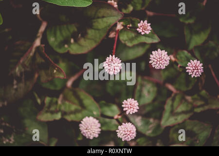 Rotondo piccolo fiori a forma di palla rosa, sette pezzi circondato dal verde delle foglie con il marrone scuro e venature rosse, una bassa pianta crescente, scuro Foto Stock
