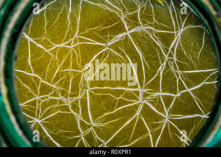 Sfondo di stampo. Macro X-ray colpo di stampo. Spore di muffa in agar-agar. Uno stampo o stampo è un fungo che cresce in forma di filamenti pluricellulari. Foto Stock